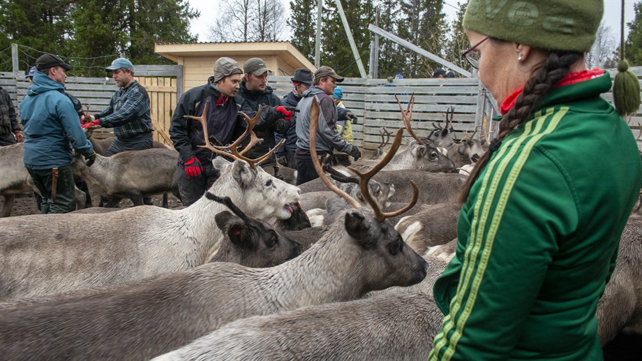 Renskötare och renar i gärde i Långsådalen, Jovnevaerie sameby.
