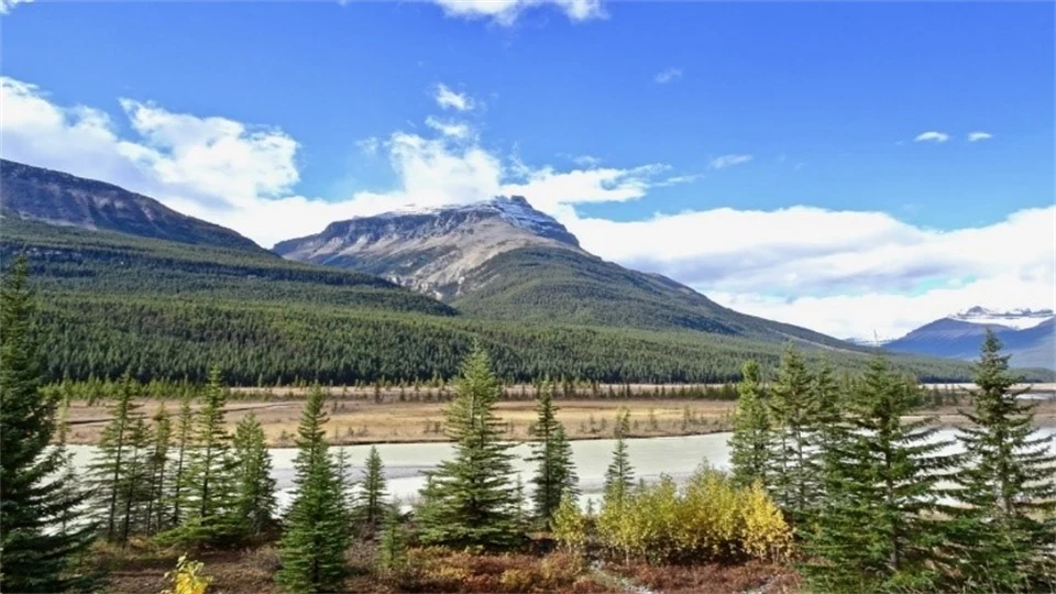 Fjäll i bakgrunden och små granar i förgrunden