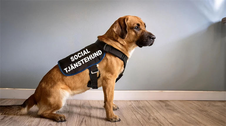 AI-genererad bild av hund inomhus med sele som har texten -Resurshund- på sidan