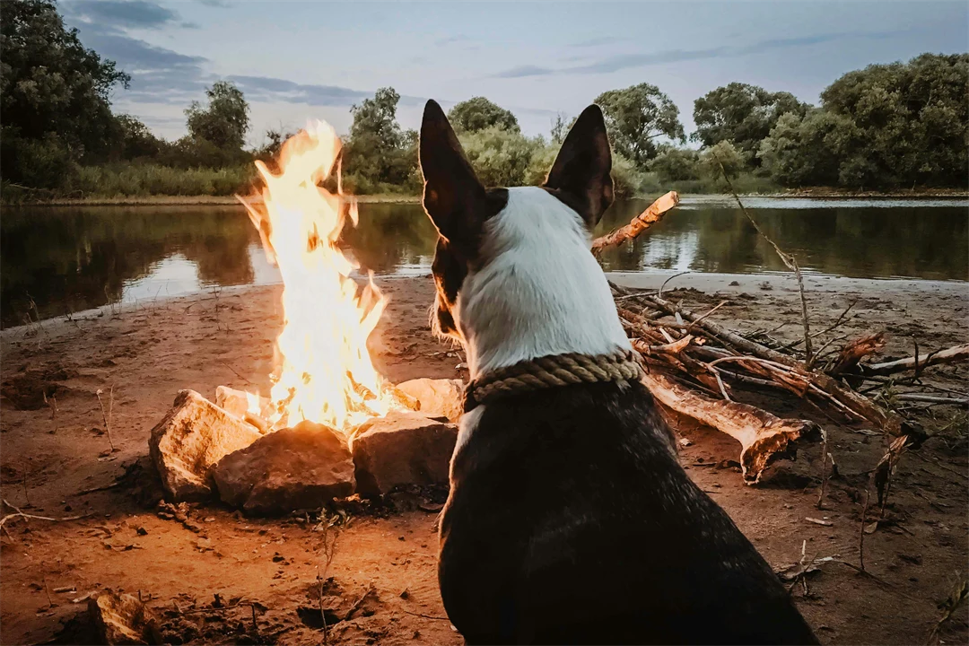Lägereld med en hund som tittar in i elden