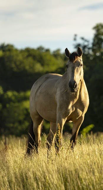 a horse at a meadow