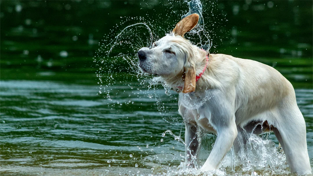 Hund som badar