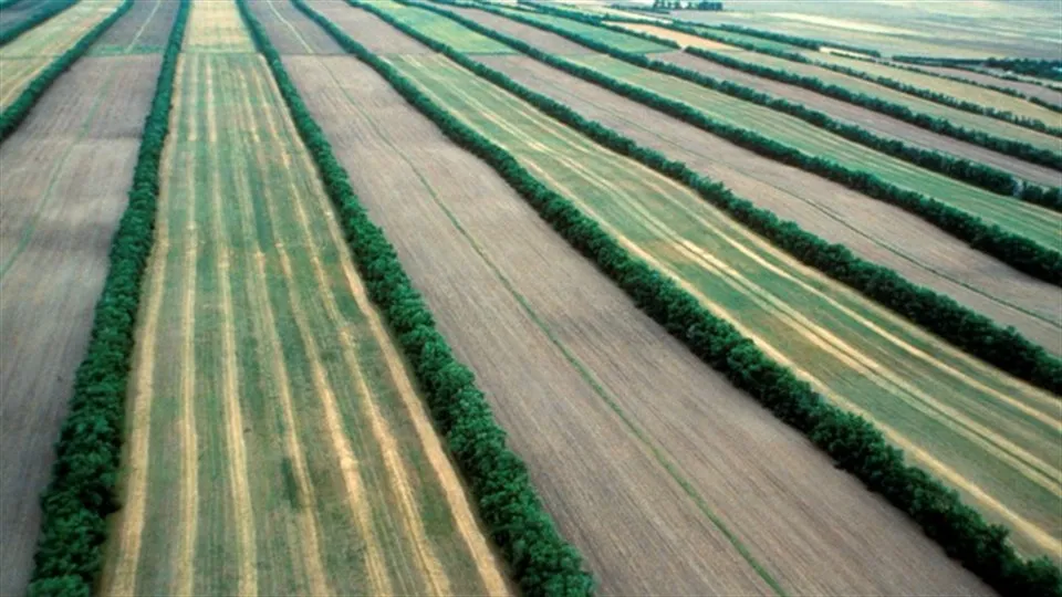 Areal view of windbreaks in an agricultural landscape