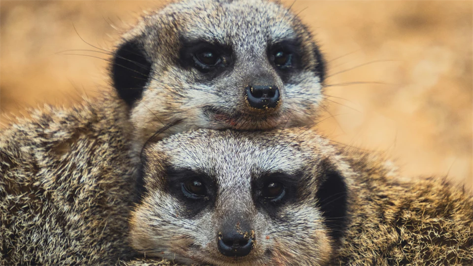 Två surikater som har huvudena på varandra