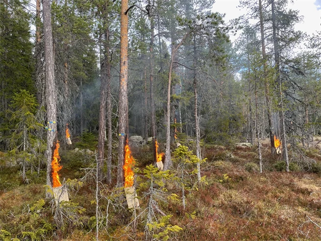 Fir trees and artificial fires