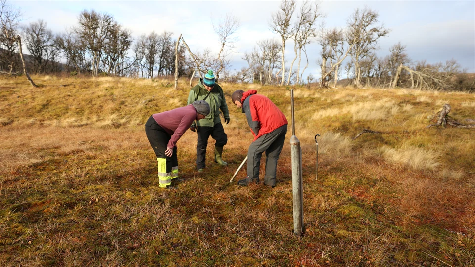 Tre personer som arbetar ute på en myr.
