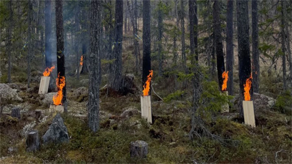 Tallskog och artificiella bränder