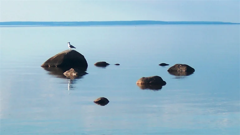 fiskmås på sten