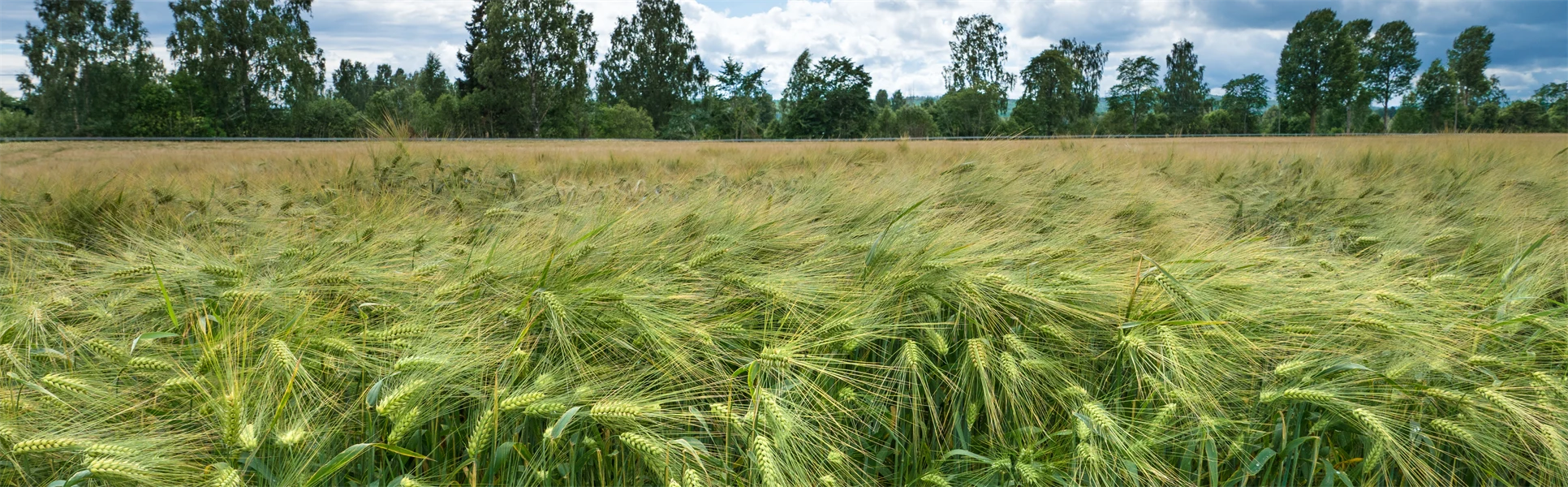 Vetefält på en vacker sommardag med blå himmel och några moln