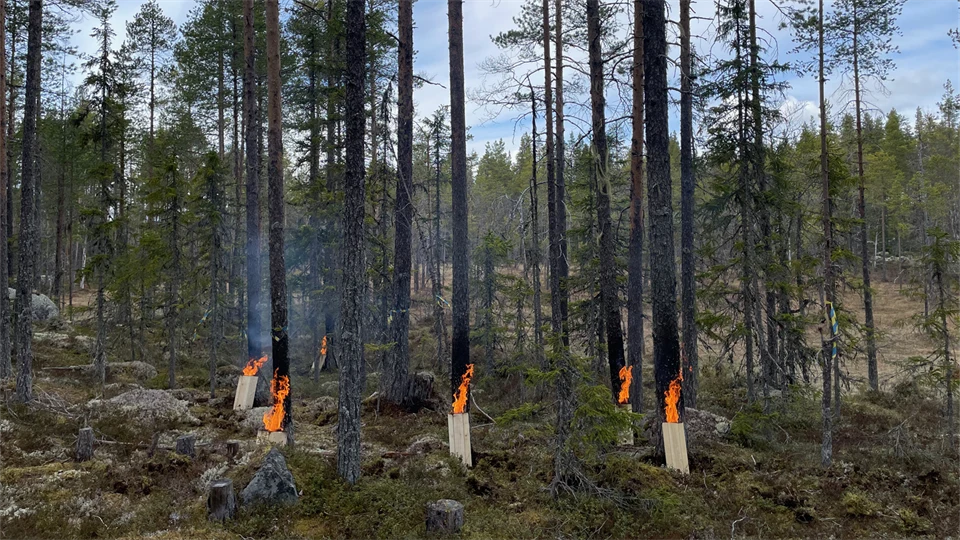 Skog med brinnande stambrasor i dagsljus