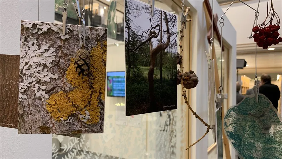 Bilder på skog och bark som hänger framför en glasruta
