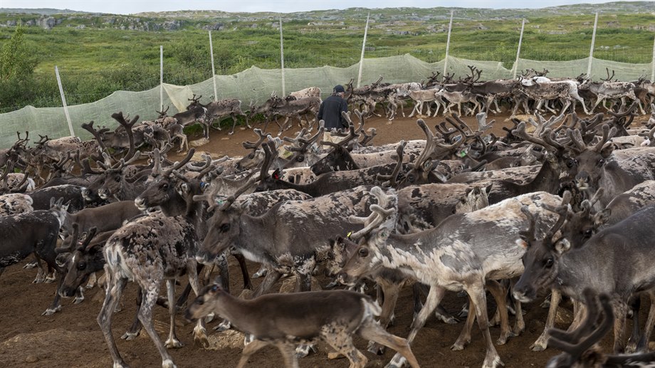 Kalvmärkning i Såaloegorre, Låarte sijte.