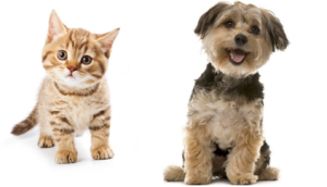 AI cat dog