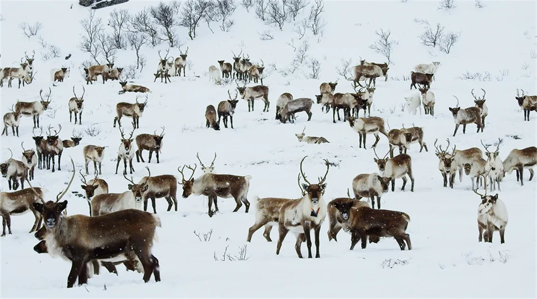 Renar i snöigt landskap