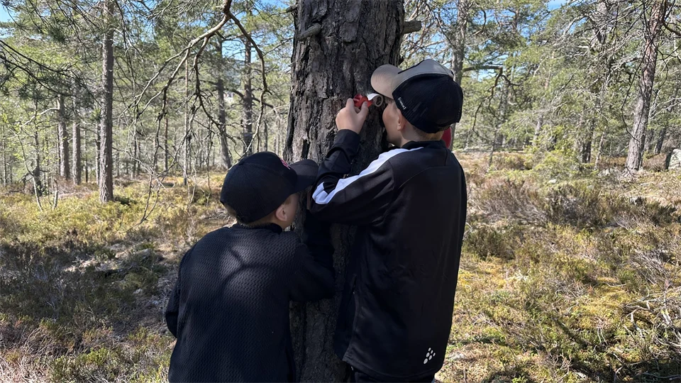Two boys discovering a tree. 