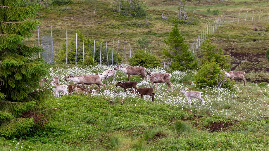 Renar på sommarbete.