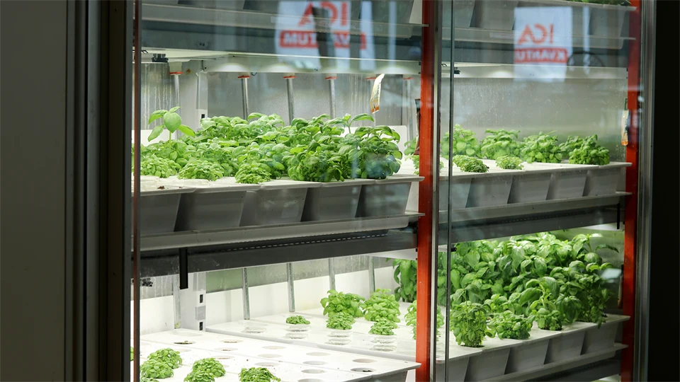 Gröna plantor som står i ett värmeskåp