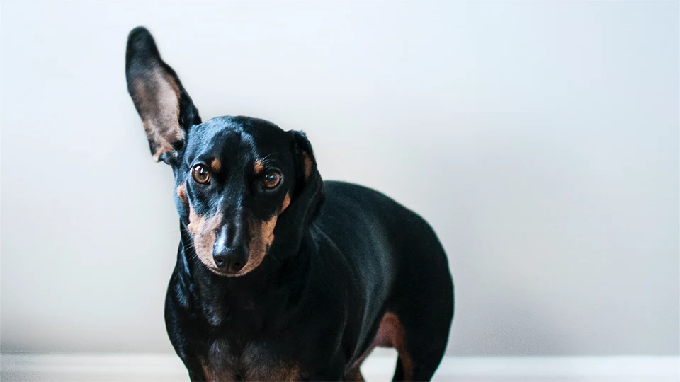 En hund som har ett öra upp. 