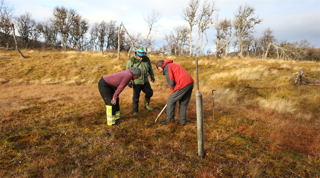 Tre personer som arbetar ute på en myr.