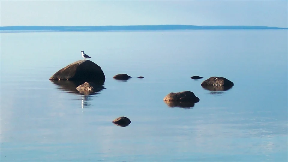 fiskmås på sten
