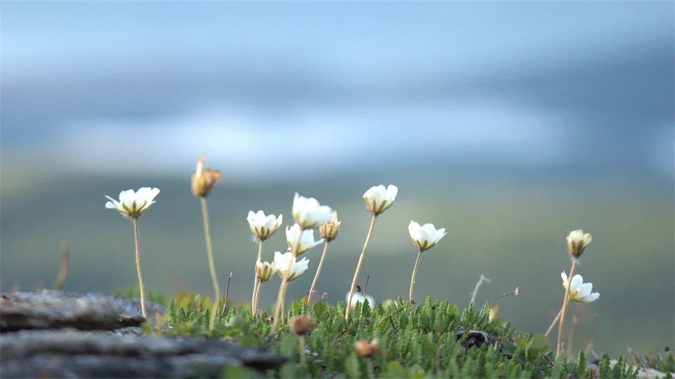 Vita blommor i naturen