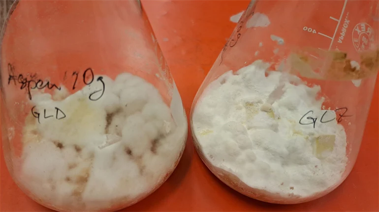  Two glass beakers with white contents.