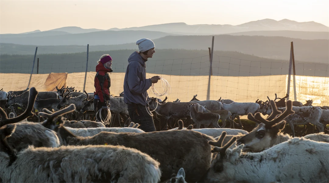 Två unga renskötare i gärde.